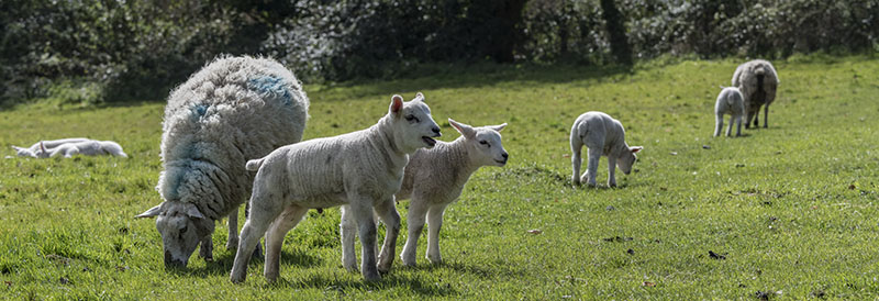 Spring lambs
