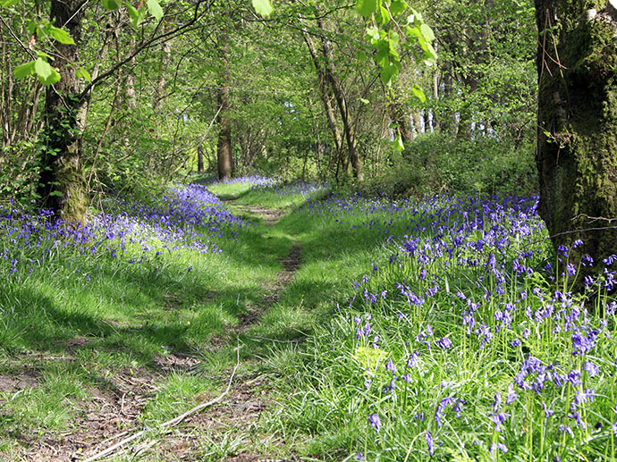 Picture of Greyfield Wood