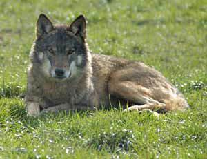 wolf
