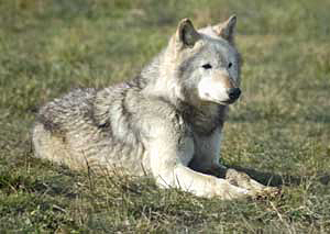 wolf