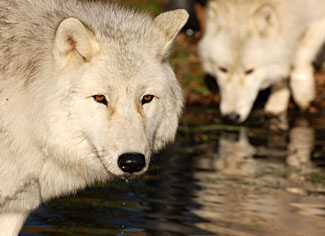 Arctic wolves